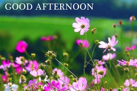 Good Afternoon! Pink Flowers. Nature photo. Good Afternoon... Flowers... Garden... Have a good day... Free Download 2024 greeting card