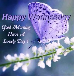 Good Morning and Happy Wednesday. New ecard. Good Morning. Purple Butterfly. Wishes. Wednesday. Have a lovely day. White flowers. Free Download 2024 greeting card