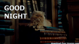 Good Night! PNG. A cat of learning. A cat. Books. Cat in the library. This kind, intelligent cat. Free Download 2024 greeting card