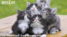 Hello! Cute kittens. A super cats. A Fluffy black and white cats. Green background. Free Download 2024 greeting card