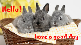 Hello! Have a good day! Bunnies in a basket. Grey Rabbits. Cute Rabbits. Free Download 2024 greeting card