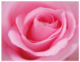 Hello! I love You! A Big Rose. PNG. Nice rose. Pale pink. Free Download 2024 greeting card