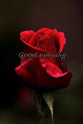 Crown Rose for You Good Evening! Red rose. A dark background. Free Download 2023 greeting card