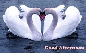 Good Afternoon! Sea. Two white swans. Heart. Good Afternoon... Beautiful Swan.. Lake.. Good day Free Download 2025 greeting card