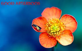 Good Afternoon! Orange flower. Good Afternoon... Beautiful Macro Flower Free Download 2025 greeting card