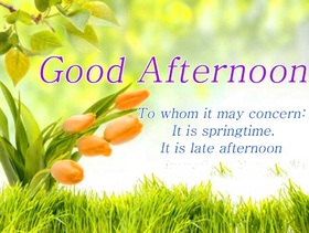 Good Afternoon. A sunny day! Orange tulips. Grass Good Afternoon... It's springtime.... It's late afternoon... To whom it may concern: It is springtime. It is late Afternoon. Free Download 2024 greeting card