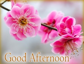 Good Afternoon! Pink ecard. Pink flowers. Good Afternoon... Dear Friends... Have a nice day... beautiful flowers.... Free Download 2024 greeting card