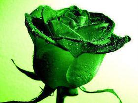 Good Afternoon! Green rose for You! One Big rose! Rose for girl. Free Download 2024 greeting card