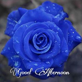Good Afternoon! A Big Blue Rose to You. Super Blue Rose. Unusual plants. Unusual rose. Free Download 2024 greeting card