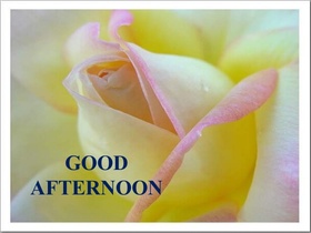 Good Afternoon! Nice rosebud. White rose! Yellow rose. A big rosebud. Free Download 2024 greeting card