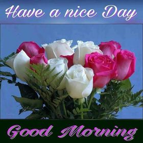 Have a nice day. Good Morning. New ecard for free. Good Morning. White and pink Flowers. White and pink Roses. Blue background. have a nice day. Free Download 2024 greeting card