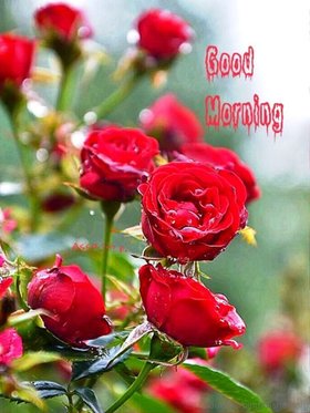 Good Morning in a garden. New ecard for free. Good Morning. Red Flowers. Red Rose Bushes. Garden. Free Download 2023 greeting card