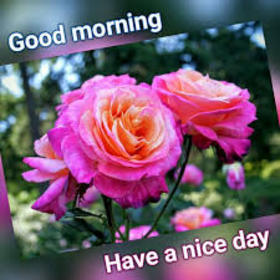 Good Morning. Have a nice day) New ecard for free. Good Morning. Have a nice day. Pink-and-orange flowers. Roses. Garden. Free Download 2022 greeting card