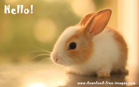 Hello! Cute rabbit. Little fluffy bunny. Beautiful color. Free Download 2023 greeting card