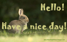 Hello! Have a nice day! Green greeting card. Little fluffy bunny. Cambridge Blue color. Free Download 2024 greeting card