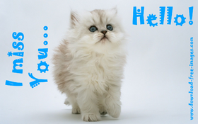 Hello! I miss You... A beautiful cat. JPG. Blonde cat with blue eyes. Free Download 2024 greeting card