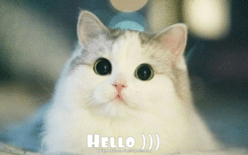 Hello to You from cute cat. JPG. Say Hello to me! White cat. Cute cat. Standard ecard. Free Download 2022 greeting card
