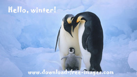 Hello, winter! Penguins. JPG. Family of Penguins. Free Download 2023 greeting card
