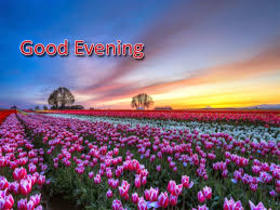 Good Evening from the flowers field. Nature ecard. I wish you a cozy, pleasant, beautiful, romantic, gentle, interesting, special and wonderful evening, in which no one will disturb you and nothing will disturb your plans. Free Download 2025 greeting card