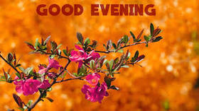 Beautiful flowers and good evening. Nature ecard. Let the beautiful evening to be this. You will be given only peace and the sunset will envelop you only unkind and warmth. Free Download 2024 greeting card