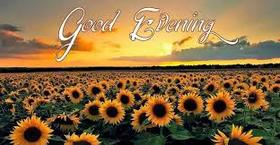 Good Evening from this flowers field. Nice ecard. I wish the most wonderful evening, filled with the fragrance of tenderness, with feelings of happiness and freedom, with notes of inspiration and fun. Free Download 2024 greeting card