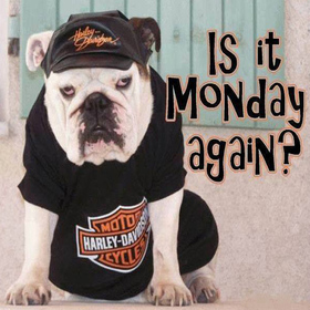 Is it Monday again? New ecard. Monday dog. Is it Monday again? Funny Monday cards for friends and colleagues. Have a nica Monday and a good week. Free Download 2025 greeting card