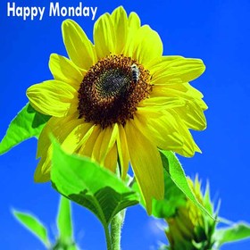 Monday Blues. Spring ecard. Happy Monday. Sunflower. Blue sky. Monday morning. I want to wish your new day to be sunny, successful and interesting. Free Download 2025 greeting card