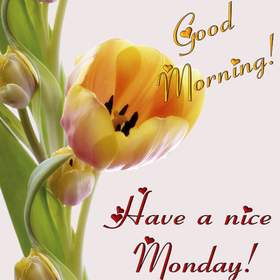 Good Morning. Have a Nice Monday! New ecard. Monday Tulip. Monday wishes for friends and family. Good morning and Happy Monday. Have a nice day postcards. Free Download 2025 greeting card