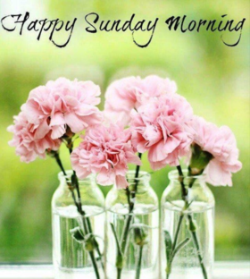 Happy Sunday Morning. New ecard. Morning. Good Sunday Morning. Have a happy Sunday. Sunday pink flowers. Sunday wishes. Free Download 2024 greeting card