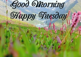 Happy Tuesday and beautiful nature. New ecard. Tuesday morning. Beautiful view and nature. Pink Tuesday flowers. Have a happy Tuesday and Good Morning. Tuesday wishes. Free Download 2025 greeting card