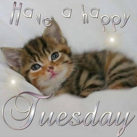 Happy Tuesday kitten. New ecard. Hello Tuesday. Cute kitten. Have a happy tuesday. Wishing you a great Day. Free Download 2025 greeting card