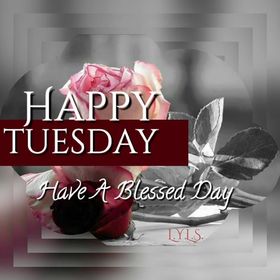 Happy Tuesday. Have a blessed day. Ecard for you. Tuesday. Happy tuesday. I wish you energy and success for a whole day. Have a blessed day. Pink rose for tuesday. Free Download 2024 greeting card