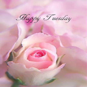 Tuesday rose. New ecard. Happy Tuesday. Rose. Happy Tuesday card for a girlfriend / wife. Have a wonderful, beautiful, nice Tuesday. Free Download 2025 greeting card