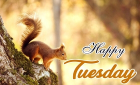 Happy Tuesday and a squirrel New ecard. Tuesday Morning. Squirrel. Happy Tuesday. Have a good mood today, tomorrow and always. Tuesday wishes postcard. Free Download 2024 greeting card