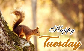 Happy Tuesday and a squirrel New ecard. Tuesday Morning. Squirrel. Happy Tuesday. Have a good mood today, tomorrow and always. Tuesday wishes postcard. Free Download 2025 greeting card