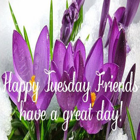 Happy Tuesday friend. New ecard. Happy Tuesday friends. Have a great day. Happy Tuesday. Violet flowers. Free Download 2024 greeting card