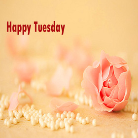 Rose Tuesday. New ecard. Happy Tuesday. Soft flower. White pearl. Rose. Pretty Tuesday card for her. Have a nice day. Tuesday. Free Download 2024 greeting card