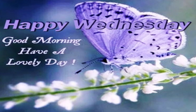 Happy Wednesday! Good Morning Have A Lovely Day!!! Violet butterfly. White flowers. Free Download 2023 greeting card