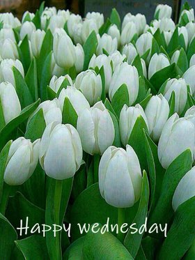 Happy Wednesday for beloved brother. New ecard. Happy Wednesday postcard with white tulips. Dear brother, I wish you a good week. Have a nice day. Good luck. Free Download 2024 greeting card