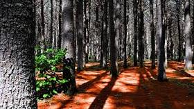 Gloomy forest. Nature photo-card. Free postcards with nature. Forest. The sun. Trees. Aspen. Live nature. Picturesque landscape. Free Download 2024 greeting card