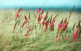 Wind in the field. Nature photo-ecard. Postcard with beautiful wildflowers. wind in the field. Beauty of nature. There is nothing more beautiful than nature. Summer Landscape. Free Download 2024 greeting card