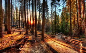 Dawn in the forest. Nature photo-card. Beautiful morning forest. Postcard with beautiful scenery. Pine forest. The sun. Morning. Nice atmosphere. Free Download 2025 greeting card