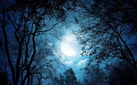 Twilight in the forest. Nature photo-card. A postcard with a cold nature. Dark colors. The dark blue sky. The moon among the branches of trees. Twilight in the forest. Free Download 2025 greeting card