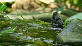 Early morning and bird. Nature photo-card. Postcard with summer nature. Heavenly place. Postcard with a bird in the water. Reflection of green leaves in water. Nature. Free Download 2024 greeting card