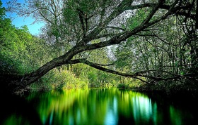 Reflection of the nature in the water. Free postcard with green scenery. Reflections of trees in the water. Postcard with nature for all occasions. Free Download 2024 greeting card