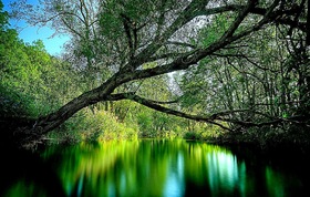 Reflection of the nature in the water. Free postcard with green scenery. Reflections of trees in the water. Postcard with nature for all occasions. Free Download 2025 greeting card