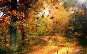 Beautiful autumn. Nature photo-card. Postcard with autumn landscape. Warm autumn. Bright nature. Red, yellow, orange leaves. Autumn in the forest. Silence. Free Download 2024 greeting card