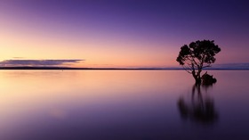 Landscape in violet tones. Nature photo-ecard. Postcard with nature. Violet miracle of nature. Tree and sky. Beautiful view. Heavenly place. Free Download 2025 greeting card