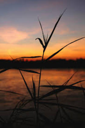 Reeds and sunset. Nature photo-ecard. Evening nature. Postcard with beautiful sunset. Reeds against the sky. Live nature. Evening. Free Download 2024 greeting card
