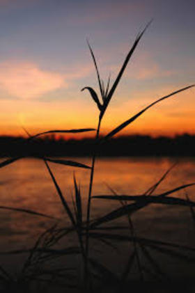 Reeds and sunset. Nature photo-ecard. Evening nature. Postcard with beautiful sunset. Reeds against the sky. Live nature. Evening. Free Download 2025 greeting card